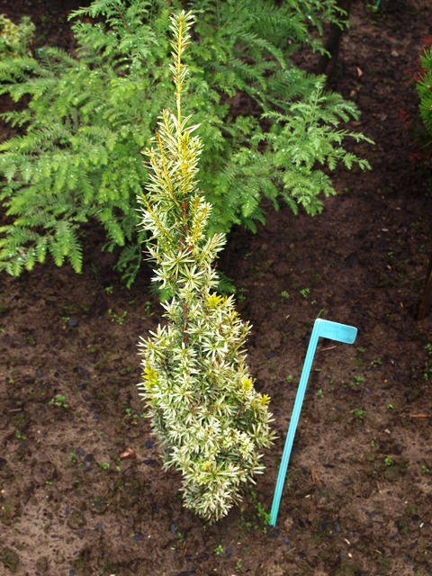 Taxus baccata 'White Pillar'