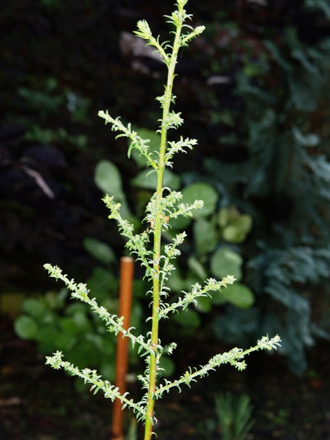 Taxodium distichum 'Little Leaf'