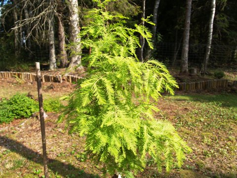 Taxodium distichum 'Pevé Yellow'