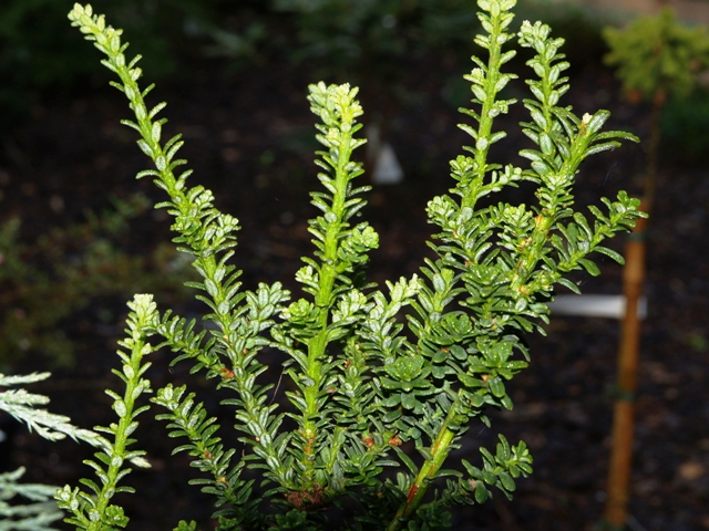 Taxus baccata 'Amersfoort'