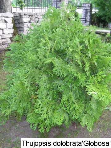 Thujopsis dolabrata 'Globosa'