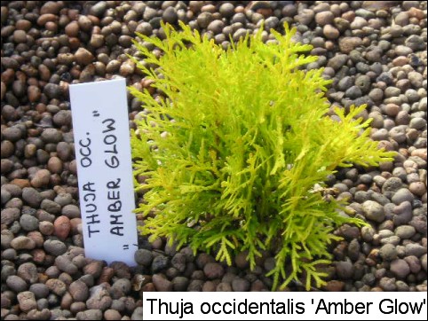 Thuja occidentalis 'Amber Glow'