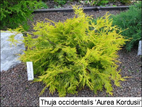 Thuja occidentalis 'Aurea Kordusii'