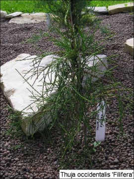 Thuja occidentalis 'Filiformis'