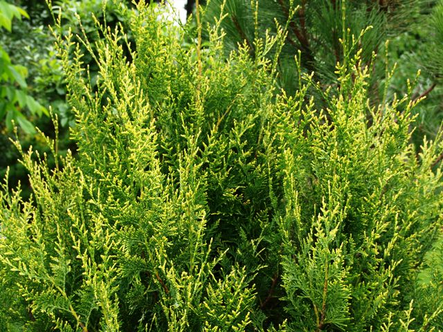 Thuja occidentalis 'Aureospicata'