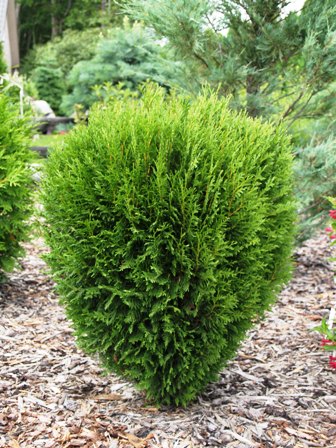 Thuja occidentalis 'Erecta'