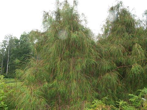 Thuja occidentalis 'Filiformis'