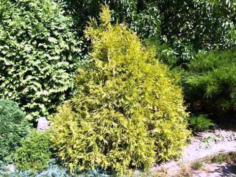 Thuja occidentalis 'Rheingold'