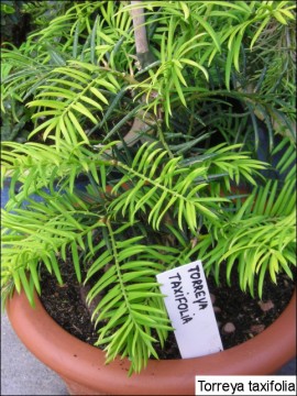 Torreya taxifolia 