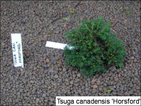 Tsuga canadensis 'Horsford'