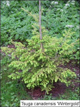 Tsuga canadensis 'Wintergold'