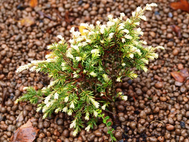 Tsuga canadensis 'Betty Rose'