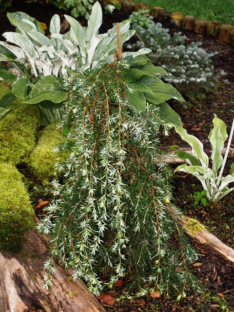 Tsuga caroliniana 'La Bar's Weeping'