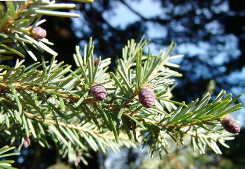 Tsuga heterophylla 